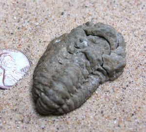 Calymene, clelebra trilobite fossil