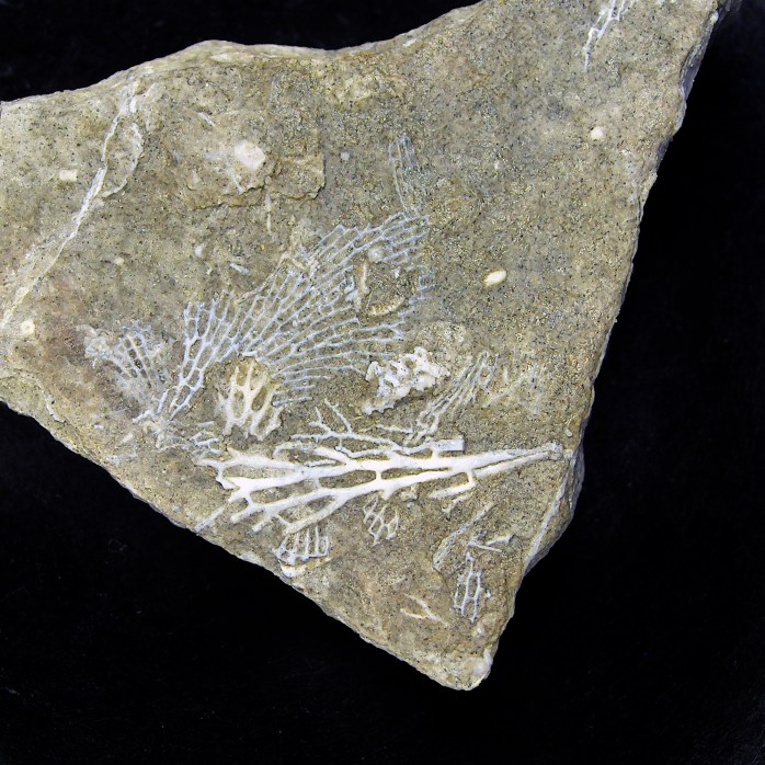 Bryozoan Fossil