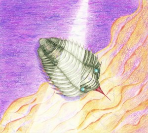 Calymene, celebra trilobite rendition