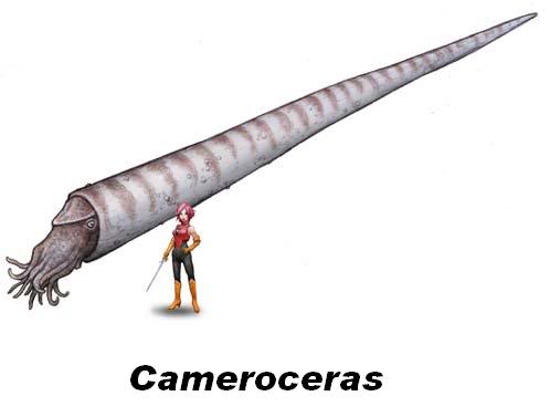 cameroceras