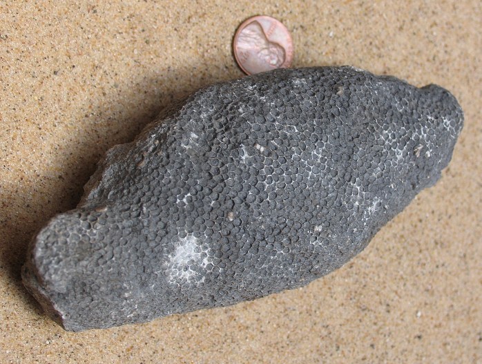 Favosite Coral Preserved in Gray Shale
