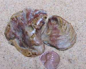 Graphea, navia (from Triasic 210mya - Jurassic 150mya