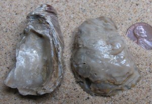 Texigryphaea  oyster fossil (Cretaceous) 135mya - (Miocene) 40mya