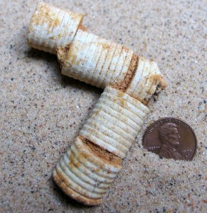 Crinoid Broken Stem Fossils