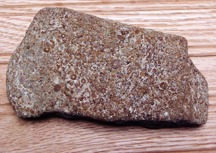 Crinoid Pieces found on Oval Beach, Lake Michigan 