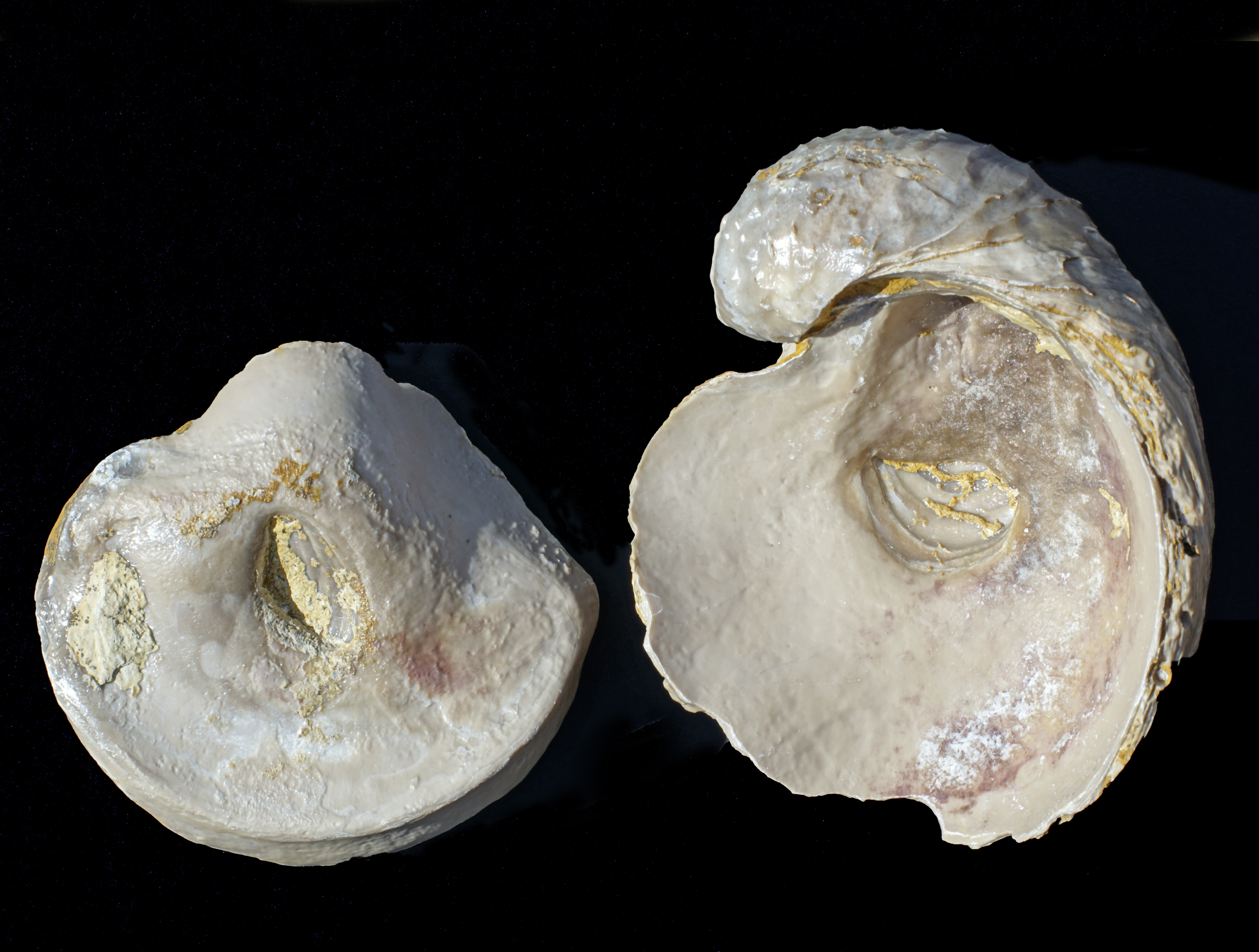 Oyster Exogyra Insides