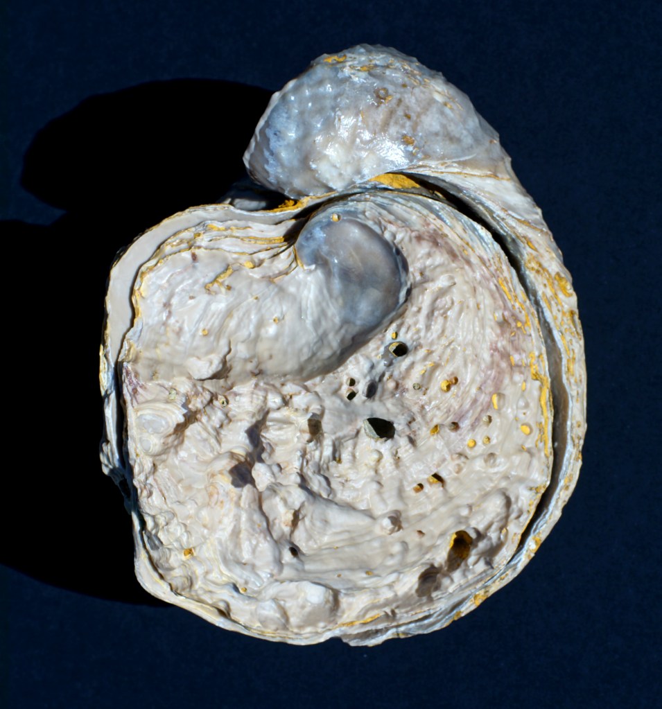 Oyster Exogyra Under