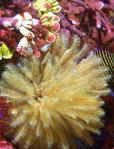 457px-Sabellidae_(feather_duster_worm)_yellow