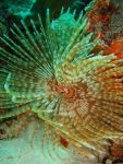 Feather Duster Tubeworm (photo by&nbsp;Wikipedia)