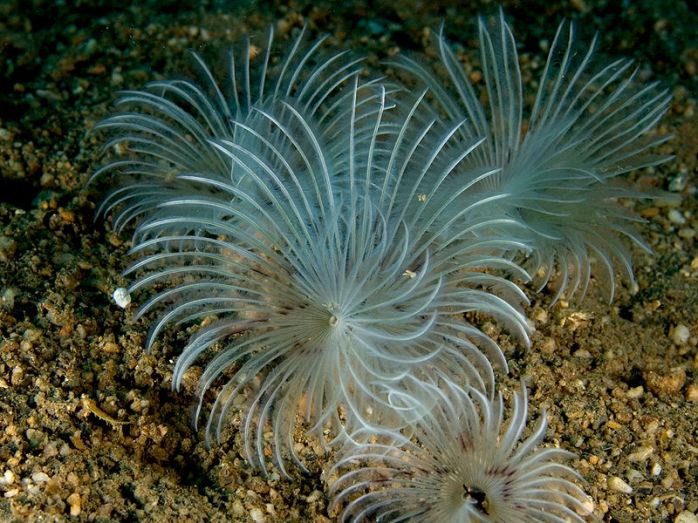 Peacock Tubeworm (photo by Wikipedia)
