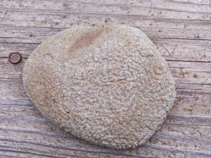Flip side of algae fossil with unidentified patterns