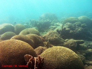 Brain Corals Habitat  Source: http://www.dcbiodata.net/explorer/results/detail/5260