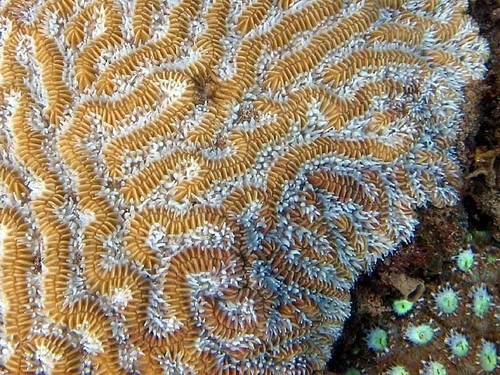 Brain Coral Open Polyps At Night