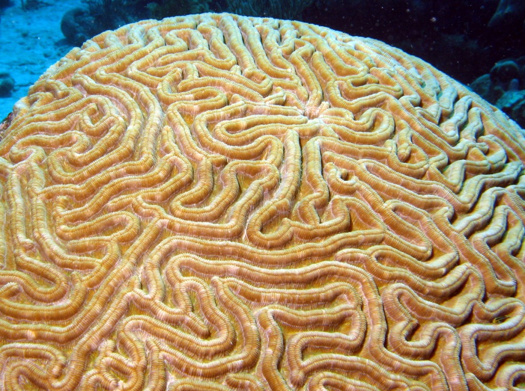 Symmetrical Brain Coral (Diploria, strigosa) Source: http://reefguide.org/carib/pixhtml/symmetricalbrain2.html