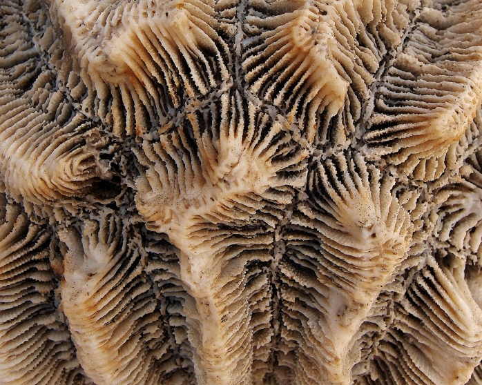 Rose Coral Fossil