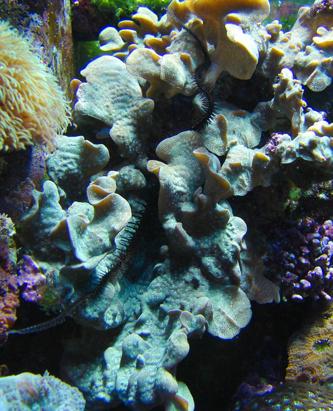 Cactus Coral Pavona Source: "Douglas Illistration":http://www.freewebs.com/douglasillustration/reeftank.htm