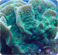 Cactus Coral Pavona