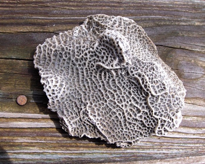 Low Relief Lettuce Coral Fossil (Agaricia, humilis)