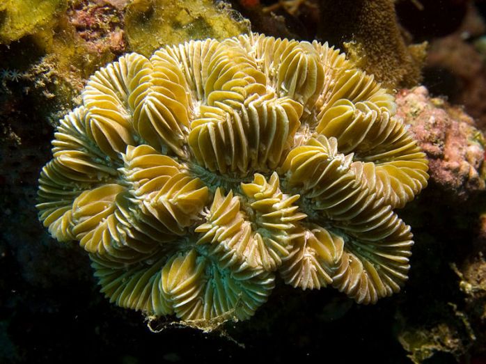 Maze Coral Source: http://en.wikipedia.org/wiki/Meandrina_meandrites 