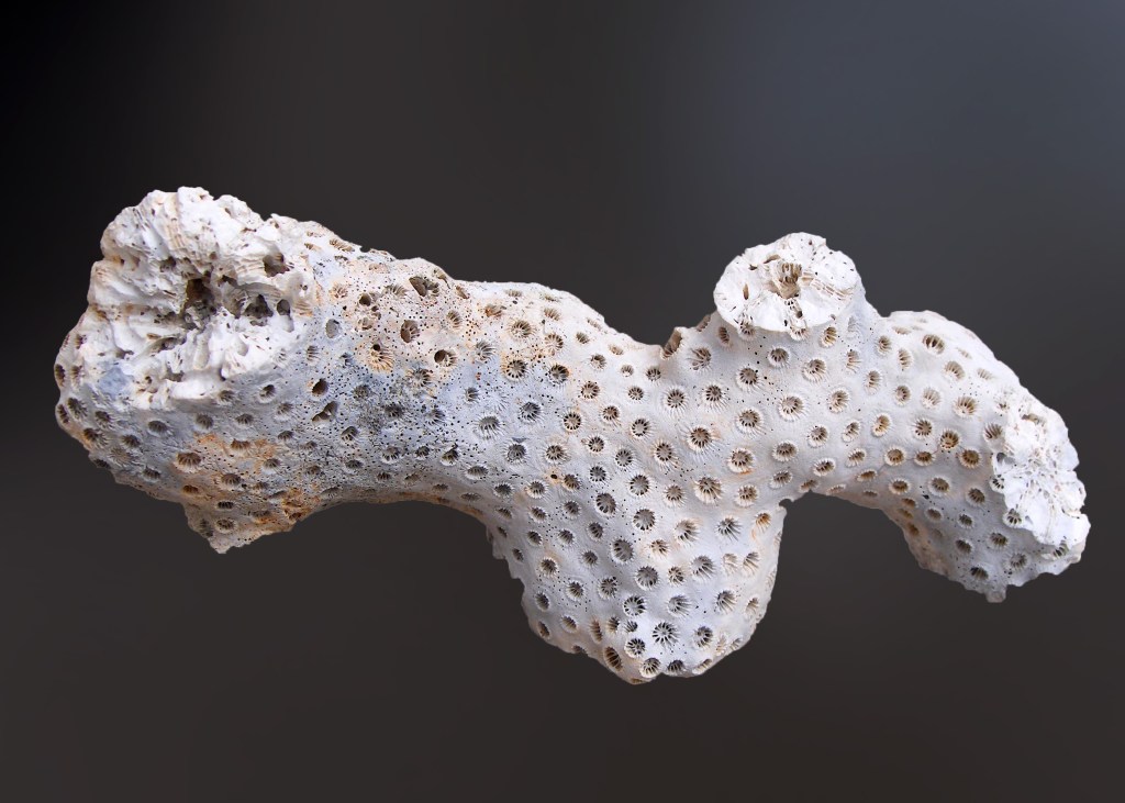 Branching Type Coral Fossil