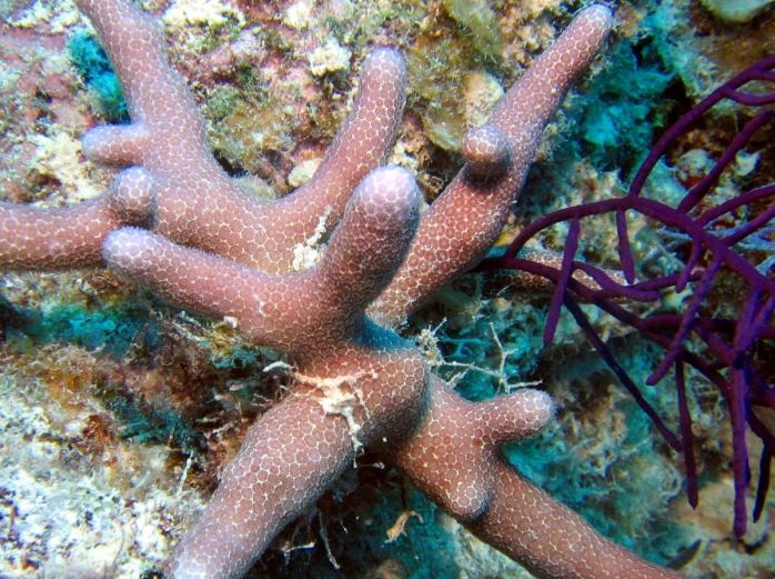 Thin Finger Coral Source: http://reefguide.org/thinfingercoral.html