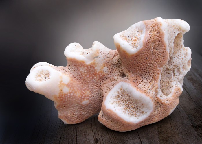 Florida Sponge Fossil