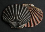 330px-Pecten_maximus_Pilgermuschel