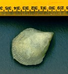 bi-byssonychia