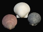 Scallops, Bay