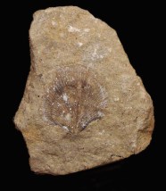 Brachiopod Fossils Fossil Lady Brachiopod Fossils Fossil Lady