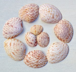 Clamshell Identification and Facts (From Cockles, Scallops to Venus ...
