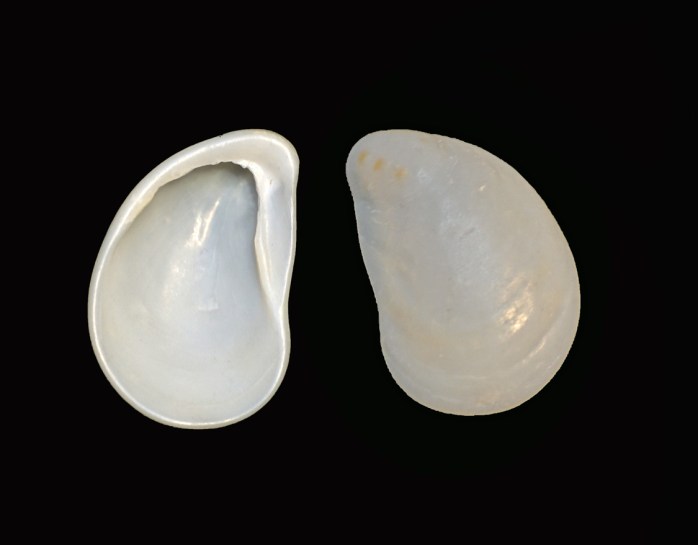 Cockleshell Structure Clamshell Identification and Facts (From Cockles, Scallops to Venus ...