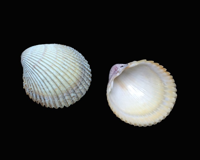 Clamshell Identification and Facts (From Cockles, Scallops to Venus ...