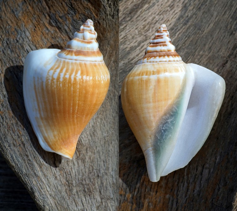 Univalve Seashell ID Guide: Conchs, Helmets, Whelks, Murex & More ...