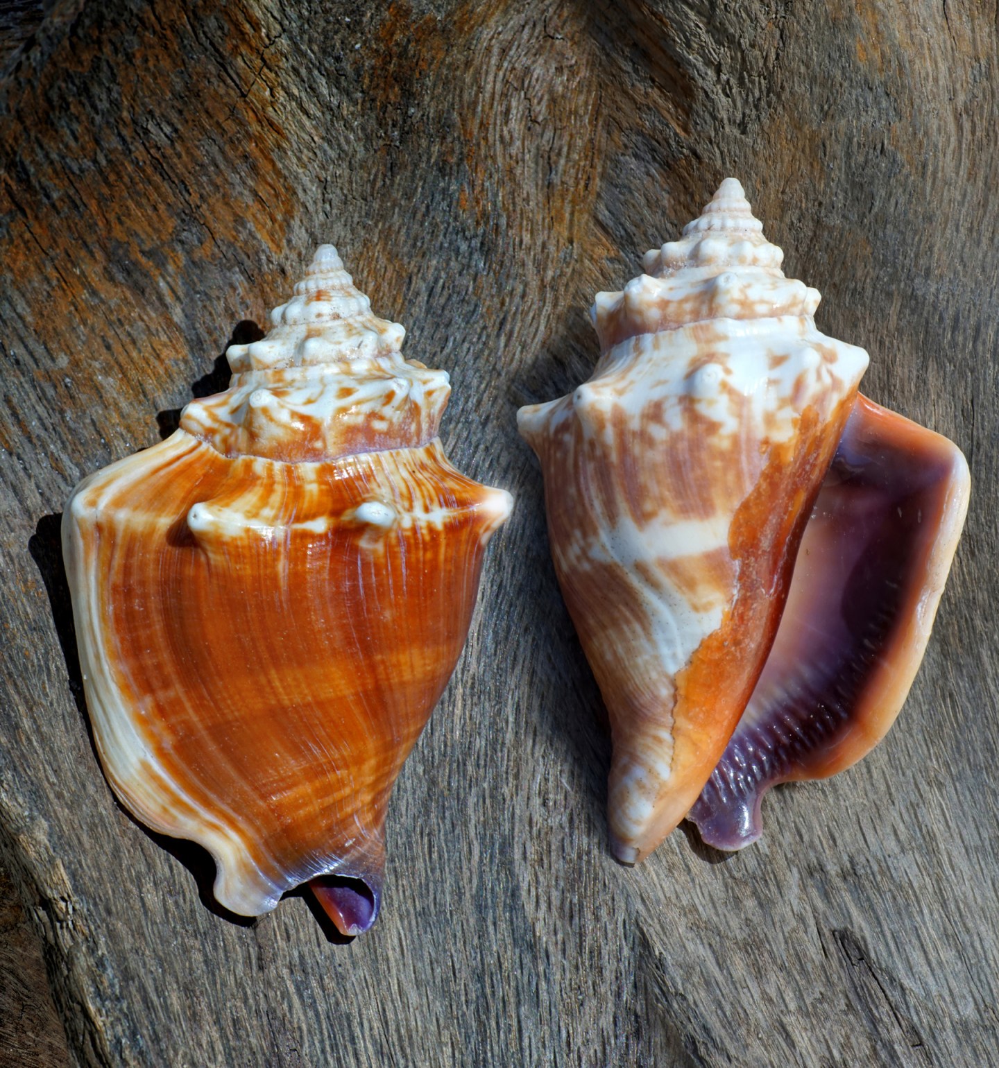 Univalve Seashell ID Guide: Conchs, Helmets, Whelks, Murex & More ...