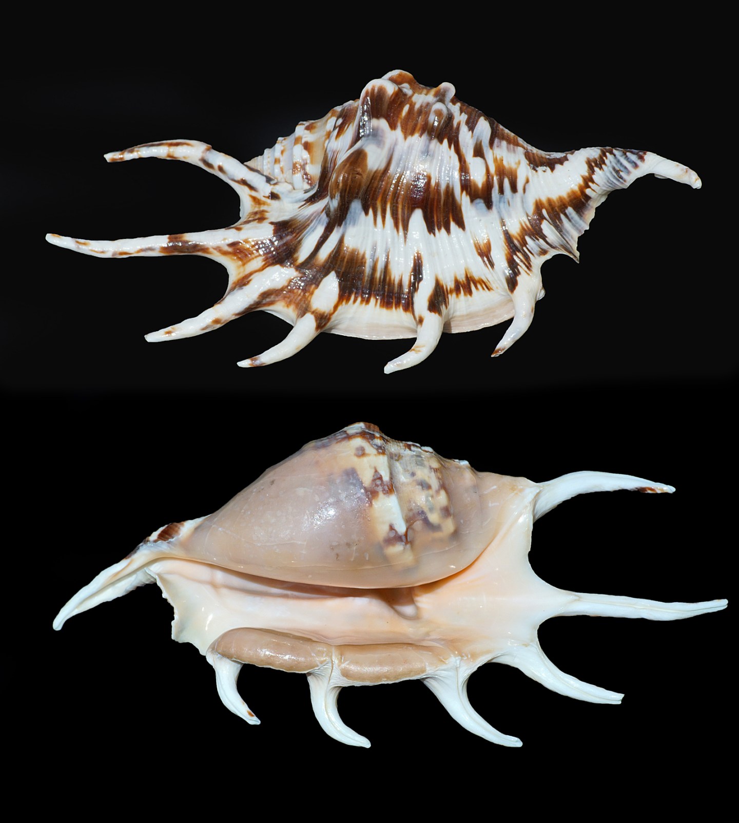 Univalve Seashell ID Guide: Conchs, Helmets, Whelks, Murex & More ...