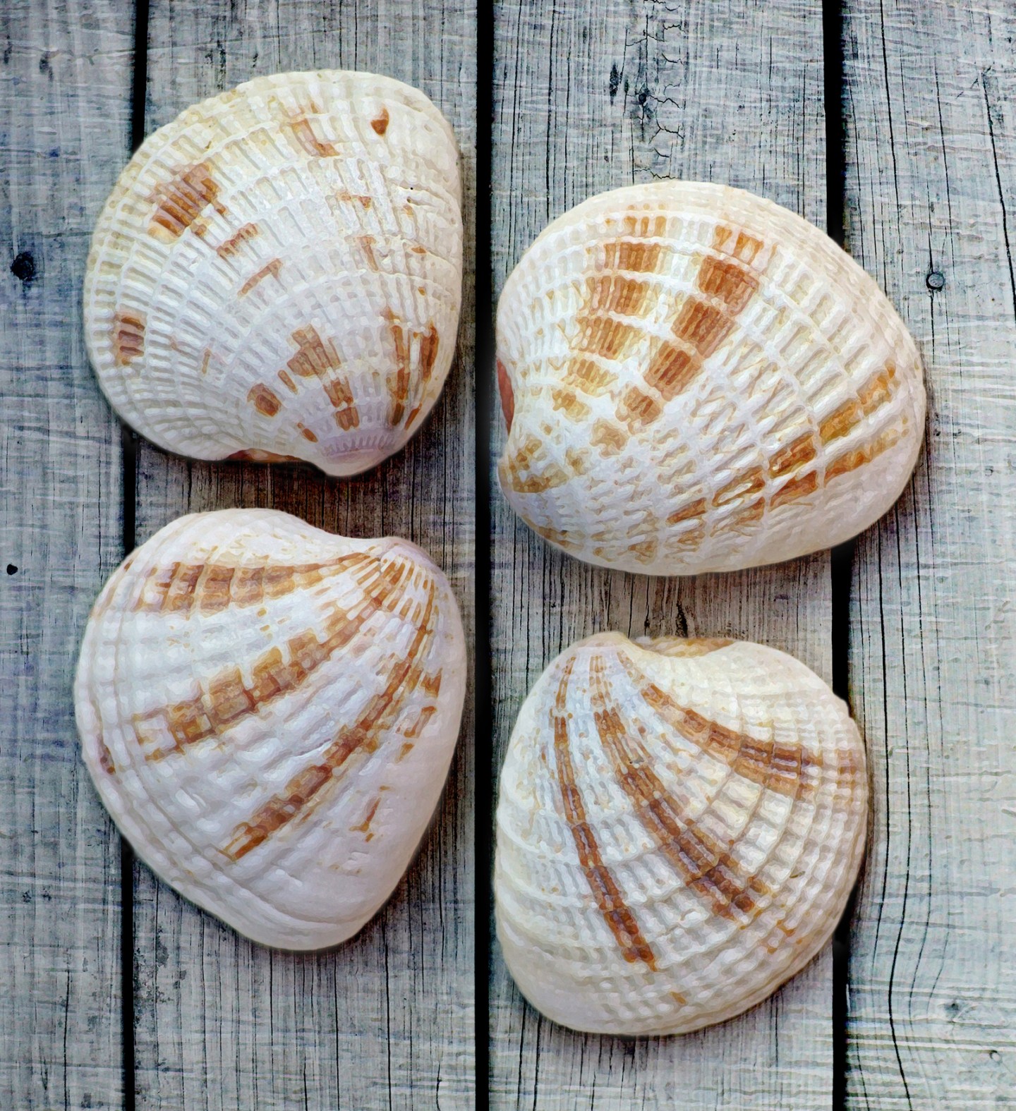 Venus Shell Clamshell Identification and Facts (From Cockles, Scallops to Venus ...