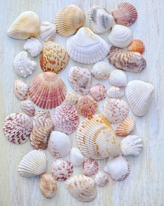 Clamshell Identification and Facts (From Cockles, Scallops to Venus ...