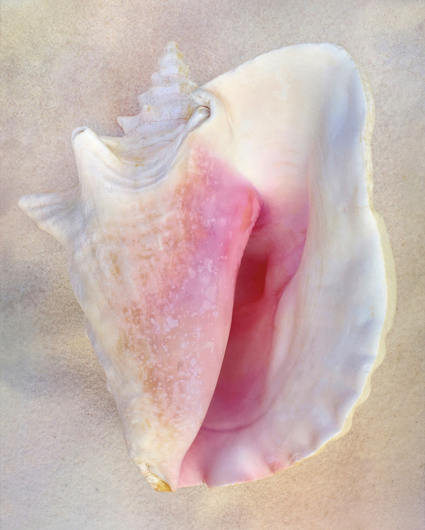 Univalve Seashell ID Guide: Conchs, Helmets, Whelks, Murex & More ...