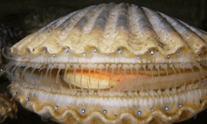 Clamshell Identification and Facts (From Cockles, Scallops to Venus ...