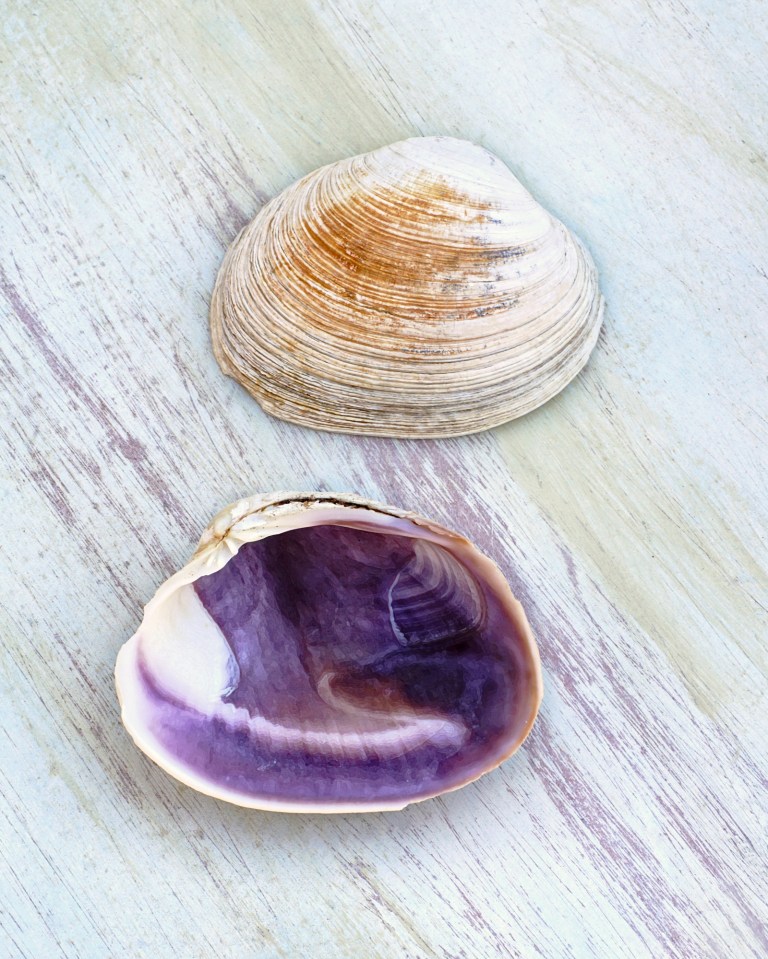 Quagog Shells Clamshell Identification and Facts (From Cockles, Scallops to Venus ...