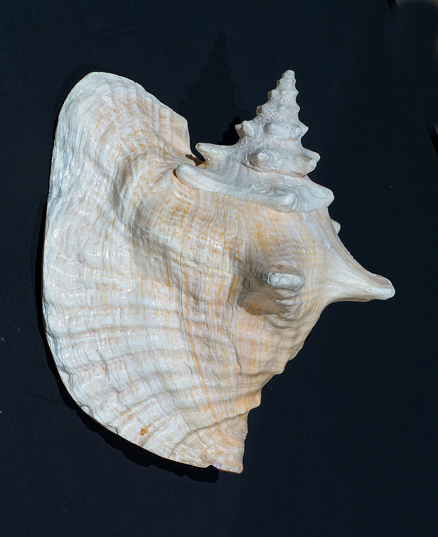 Univalve Seashell ID Guide: Conchs, Helmets, Whelks, Murex & More ...