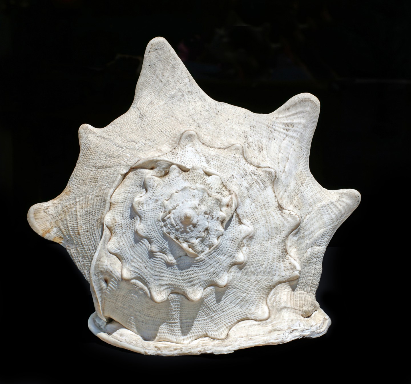 Univalve Seashell ID Guide: Conchs, Helmets, Whelks, Murex & More ...