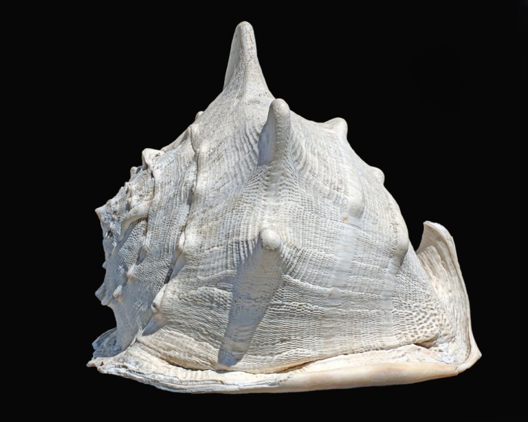 Univalve Seashell ID Guide: Conchs, Helmets, Whelks, Murex & More ...