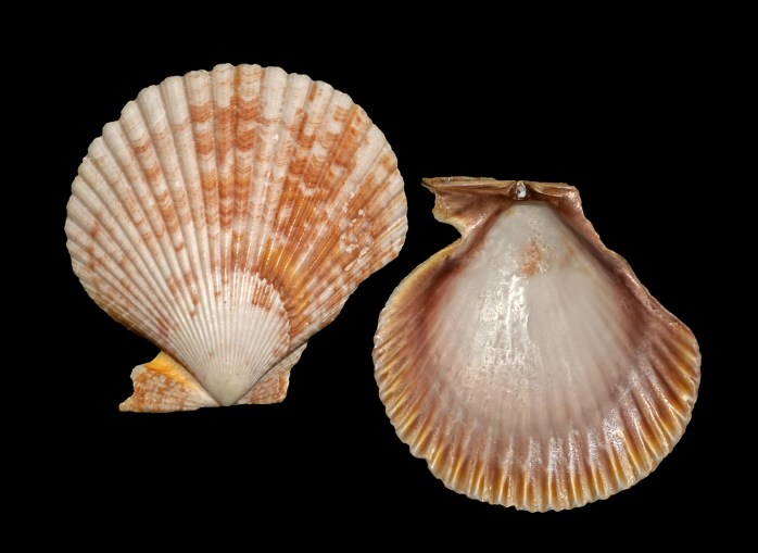 Clamshell Identification and Facts (From Cockles, Scallops to Venus ...
