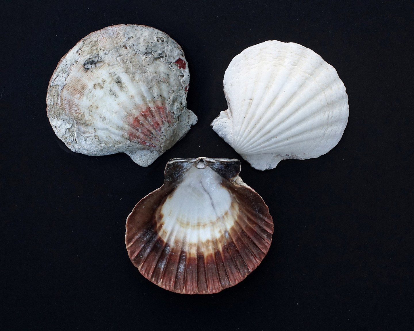 Clamshell Identification and Facts (From Cockles, Scallops to Venus ...