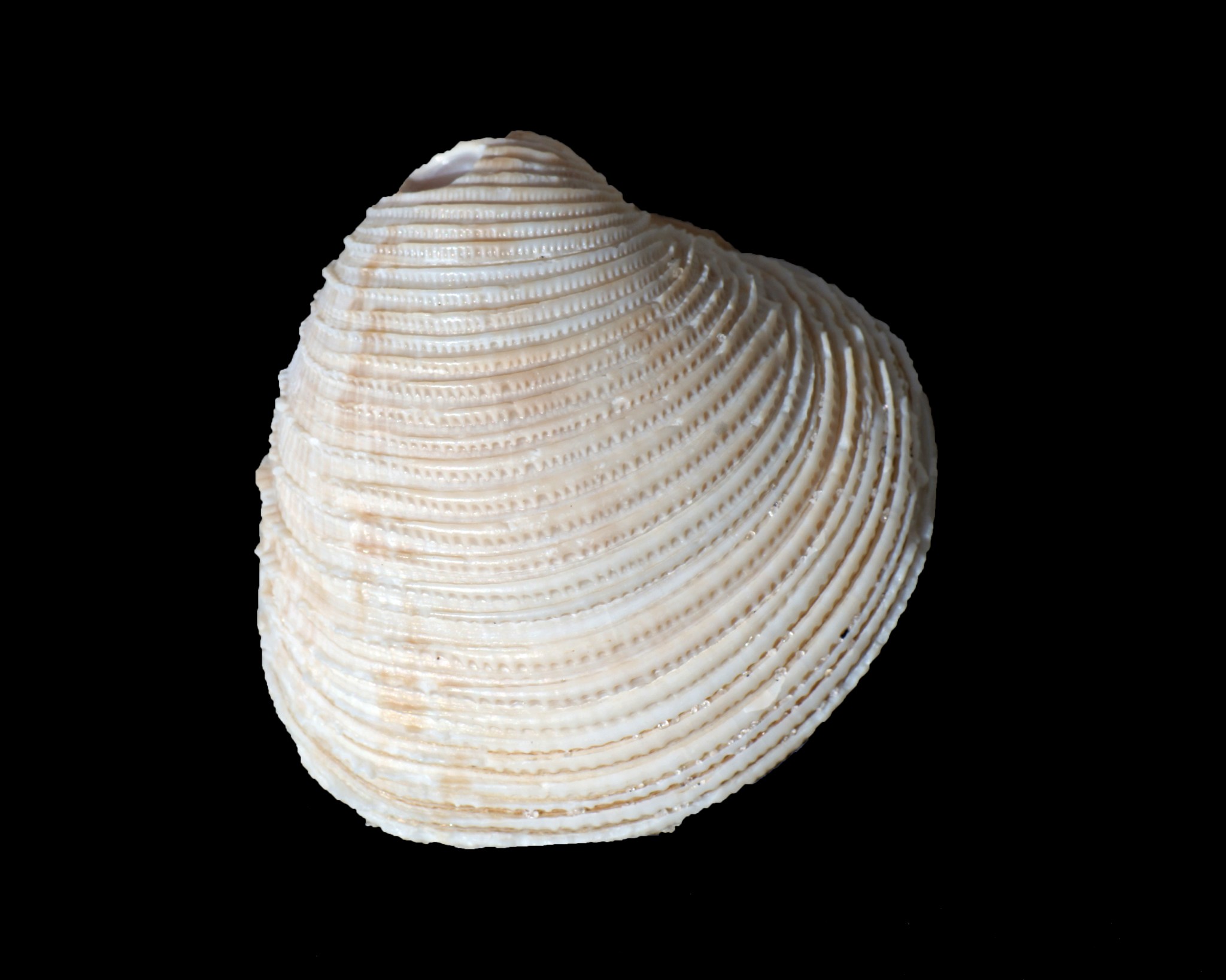 Clamshell Identification and Facts (From Cockles, Scallops to Venus ...