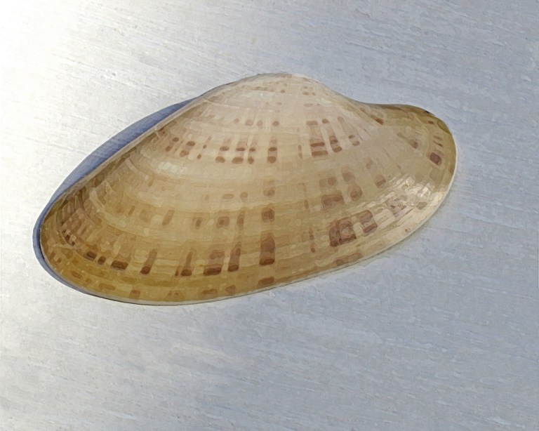Clamshell Identification and Facts (From Cockles, Scallops to Venus ...