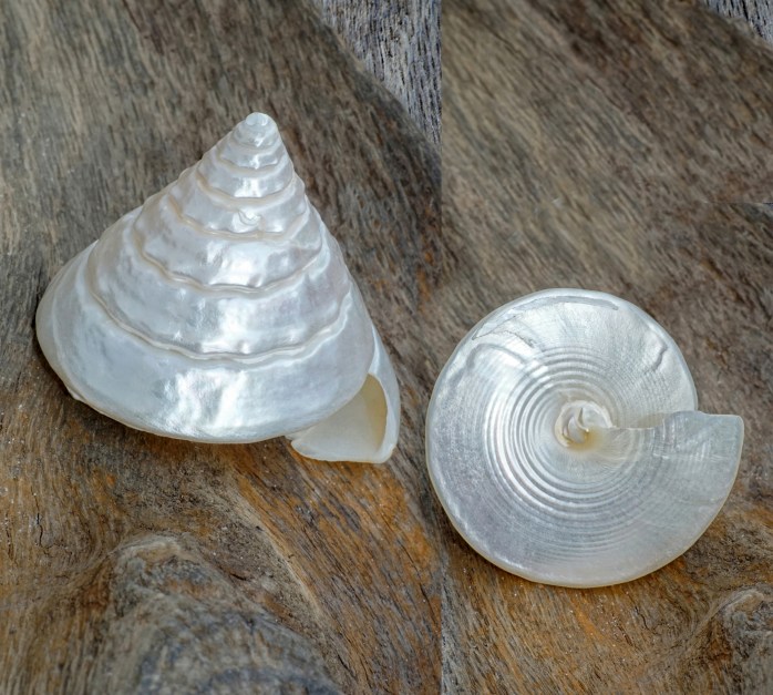 Sea Shell Tap Univalve Seashell Identification from Tops, Cones, Cowries, Moon ...