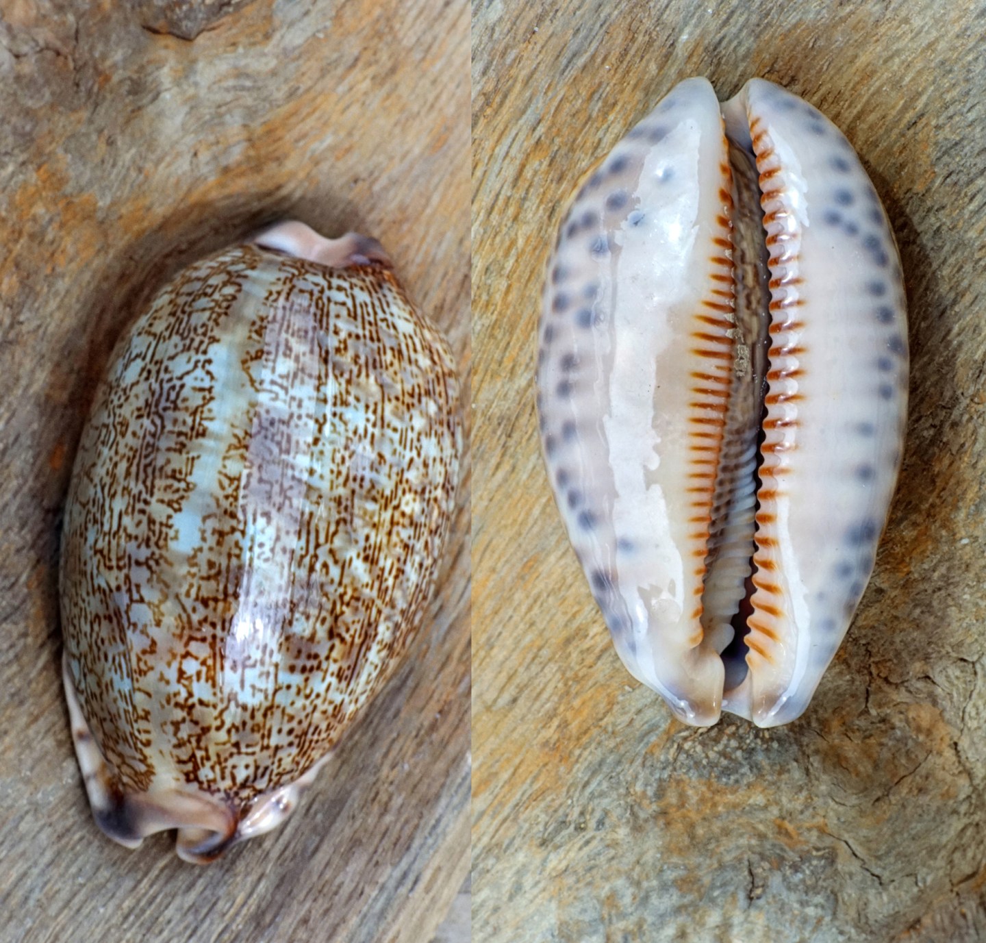 Univalve Seashell Identification from Tops, Cones, Cowries, Moon ...